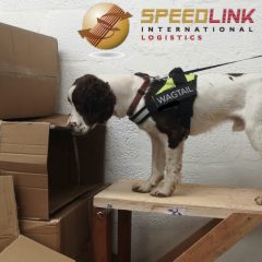 Wagtail and Speedlink to provide detection dog services in Northern Ireland
