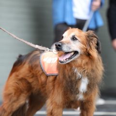 Old UPS uniforms upcycled into leashes for homeless dogs