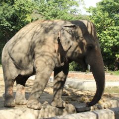 DHL relocates Kaavan, the world’s loneliest elephant