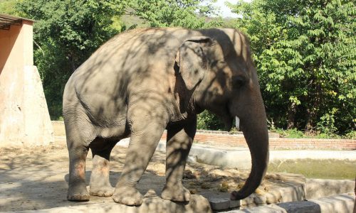 DHL relocates Kaavan, the world’s loneliest elephant