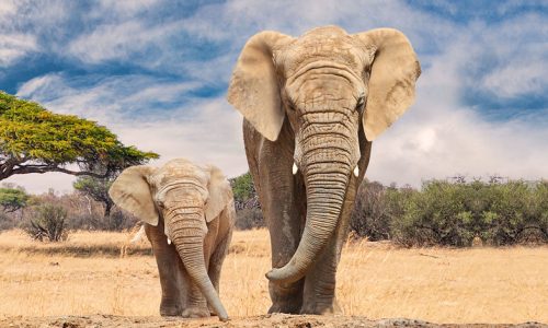 Qatar Airways extends USAID ROUTES partnership to combat wildlife trafficking