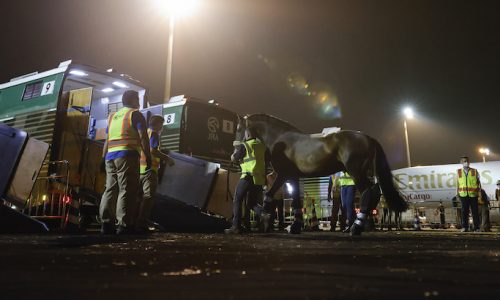 Equine champions fly home on Emirates SkyCargo