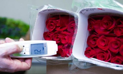 Kuehne+Nagel and LATAM: Carbon neutral for Mother’s Day flower season￼